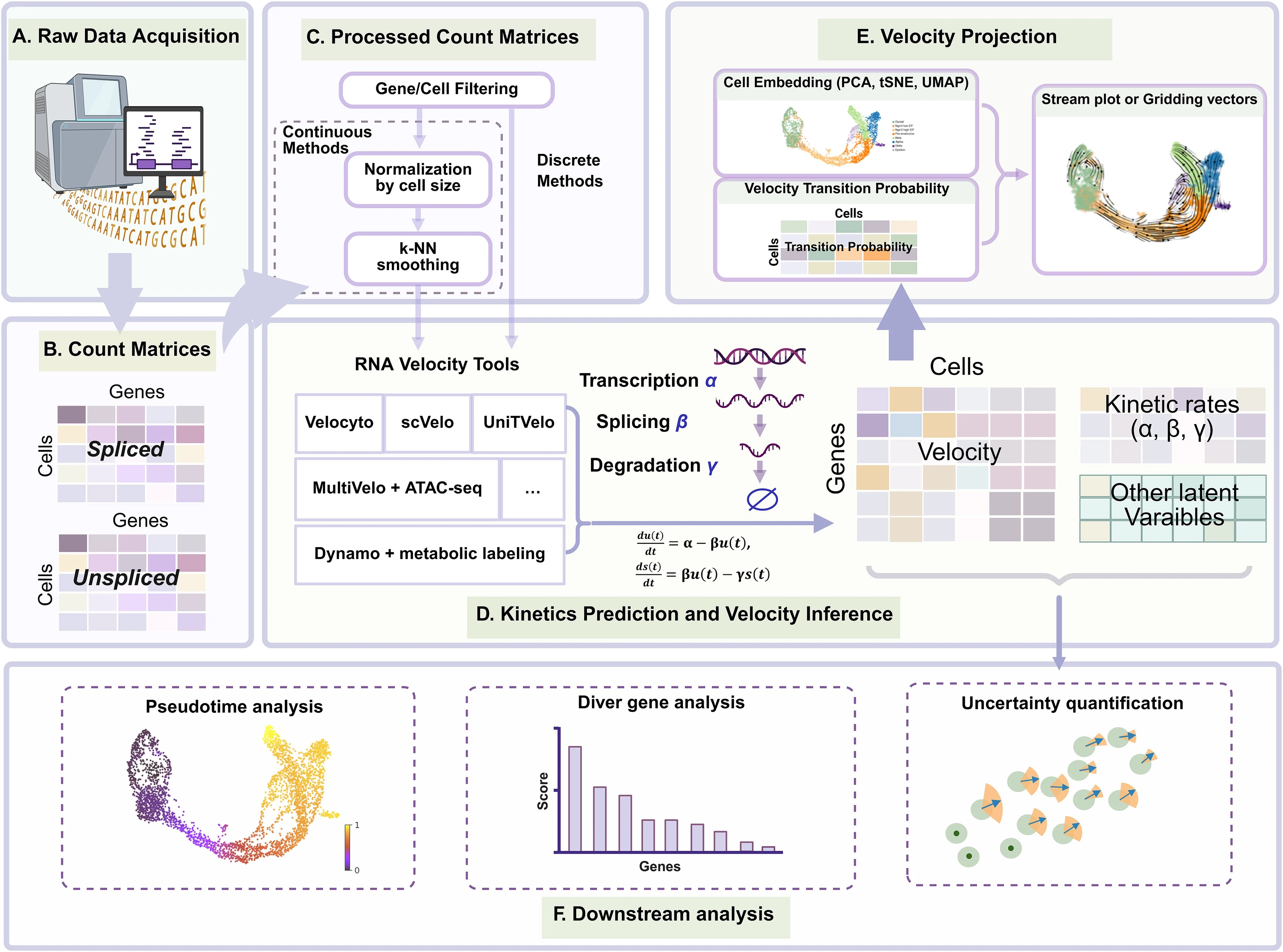 Workflow for RNA velocity analysis. (A) Raw scRNA-seq data acquisition. (B) Quantification of unspliced and spliced transcript abundances. (C) Count matrices preprocessing, data normalization, and neighborhood smoothing are included in the classic workflow. (D) Estimation of RNA velocities by fitting spliced and unspliced counts to biophysical models, also yielding kinetic parameters and latent variables. (E) Visualization of high-dimensional velocity vectors in low-dimensional space via methods such as streamline plots and grid-averaged vector fields. (F) Downstream analyses.